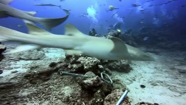 Scuola di pesce e squalo di gruppo vicino alla gente oceano subacqueo delle Figi. — Video Stock