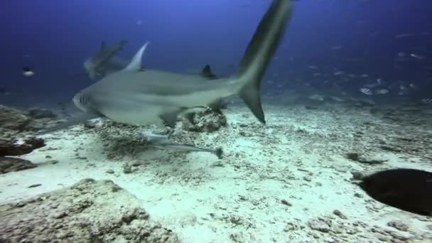 Fischschwärme und Gruppenhaie unter dem Ozean von Fidschi. — Stockvideo