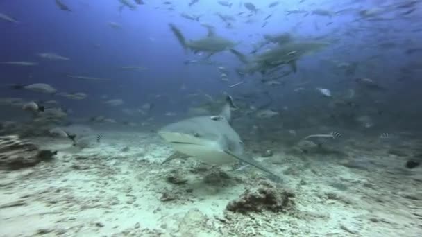 Žraločí smečka ve škole ryb v Tichém oceánu. — Stock video