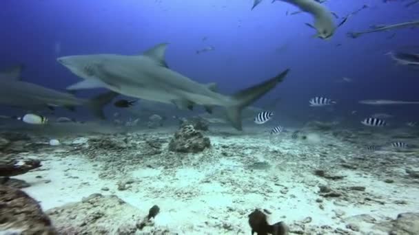 Mergulhador alimenta tubarões com as mãos no oceano subaquático de Fiji. — Vídeo de Stock