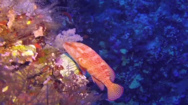 Mondschwanz-Ochsenauge Priacanthus hamrur im Roten Meer, Ägypten. — Stockvideo