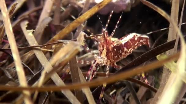 Crevettes rouges dans l'herbe sur le fond marin sous l'eau à la recherche de nourriture. — Video