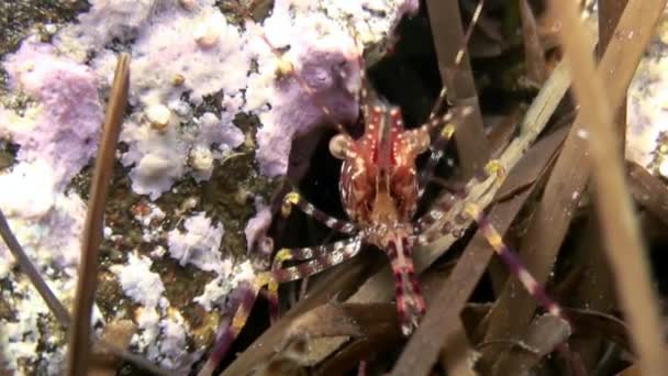 Červené krevety v trávě na mořském dně pod vodou hledají potravu. — Stock video