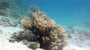Kızıldeniz'deki resifte kumlu dipte staghorn mercanları