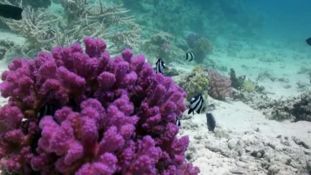 Staghorn koralowe na piaszczystym dnie na rafie na Morzu Czerwonym — Wideo stockowe