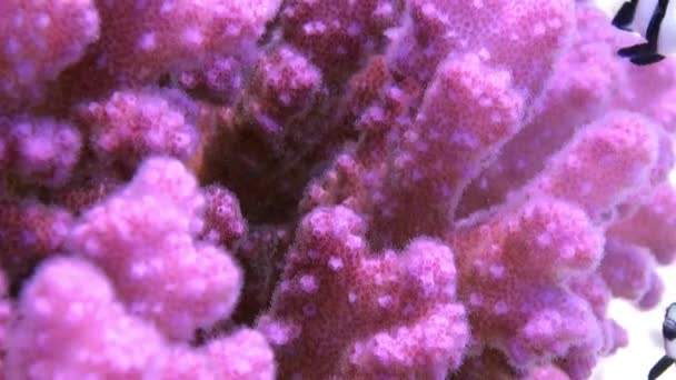 Korallen auf Sandboden am Riff am Roten Meer — Stockvideo