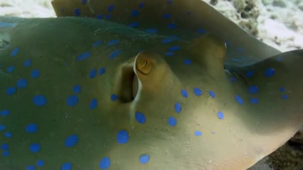 Stingray manchado azul en el fondo arenoso del arrecife de coral . — Vídeo de stock