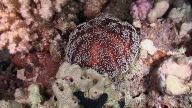 Deniz kestanesi echinus su altında arka plan deniz manzara Red Sea'deki/daki üzerinde.