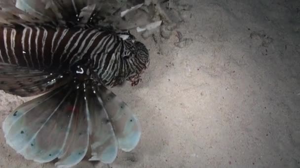 Scorpionfishe scorpion fishe night am Riff rotes Meer — Stockvideo