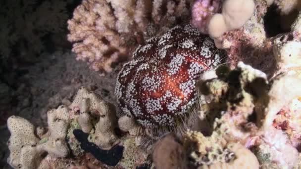 Erizo de mar echinus bajo el agua en el paisaje marino de fondo en el Mar Rojo . — Vídeos de Stock
