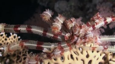 Arka plandaki deniz zambakları Kızıldeniz 'de su altında kızıl mercanlar..