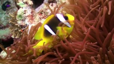 Resif üzerinde Deniz Anemone Turuncu Palyaço balık swimmig.