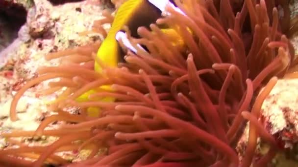 Naranja pez payaso nadando en el mar anémona en el arrecife . — Vídeos de Stock
