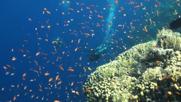 Undervannslandskap på tropisk korallrev . – stockvideo