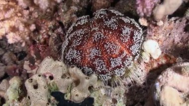 Deniz kestanesi echinus su altında arka plan deniz manzara Red Sea'deki/daki üzerinde.