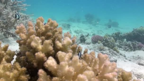 Kızıldeniz'deki resifte kumlu dipte staghorn mercanları — Stok video
