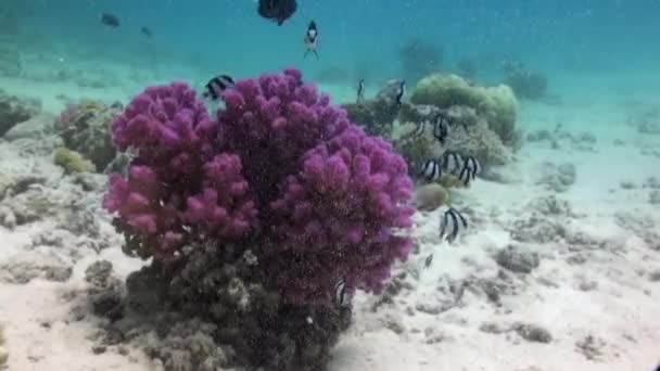 Corales Staghorn en fondo arenoso en arrecife en el Mar Rojo — Vídeos de Stock