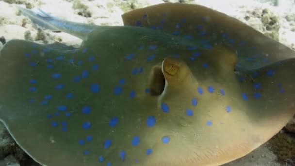 Stingray manchado azul no fundo arenoso recife de coral . — Vídeo de Stock
