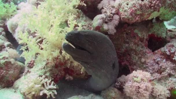 Cleaner wrasse fish cleaning moray eel on reef. — Stock Video