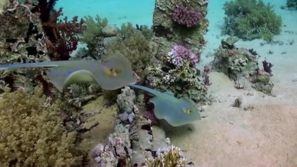 Blå fläckig stingrocka på korallrev sandbotten. — Stockvideo