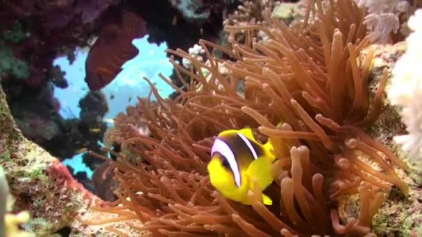 Naranja pez payaso nadando en el mar anémona en el arrecife . — Vídeo de stock