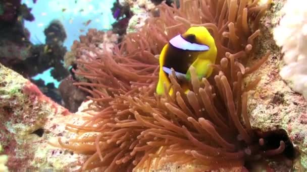 Naranja pez payaso nadando en el mar anémona en el arrecife . — Vídeo de stock