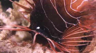 Pembe tropikal mercan üzerinde akrep balığı Gorgonaria deniz suyu yok..