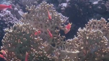 Kırmızı balık sürüsünün arka planındaki Gorgonian denizdeki mercanların altında.