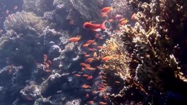 Kırmızı balık sürüsünün arka planındaki Gorgonian denizdeki mercanların altında.