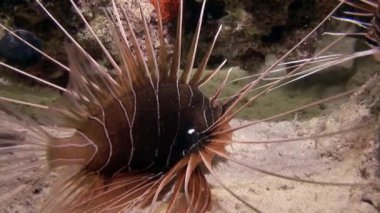 Pembe tropikal mercan üzerinde akrep balığı Gorgonaria deniz suyu yok..