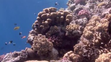 Tropikal mercan resif sualtı deniz manzara.