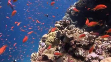 Deniz altında yiyecek aramak için mavi zemin üzerinde mercan balığı sürüsü.
