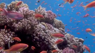 Resifteki tropik balık sürüsü yiyecek arıyor..
