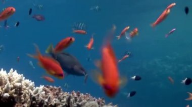 Deniz altında yiyecek aramak için mavi zemin üzerinde mercan balığı sürüsü.
