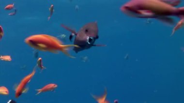 Deniz altında yiyecek aramak için mavi zemin üzerinde mercan balığı sürüsü.