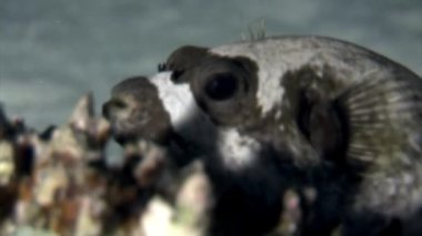 Aktinopterygii kirpi balığı. Su altında yiyecek aramak için beyaz mercanlı balık..