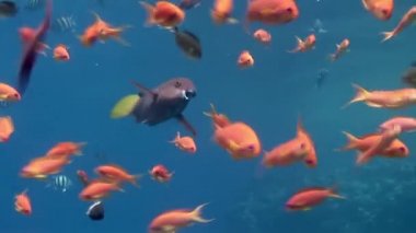 Deniz altında yiyecek aramak için mavi zemin üzerinde mercan balığı sürüsü.
