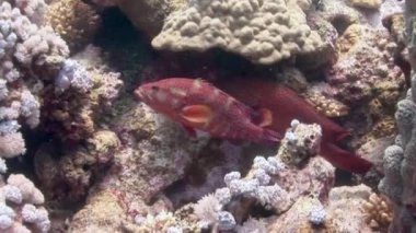 Orfoz su altında arka plan deniz manzara Red Sea'deki/daki üzerinde kapat.