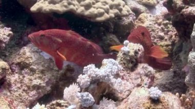 Orfoz su altında arka plan deniz manzara Red Sea'deki/daki üzerinde kapat.