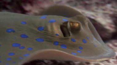 Kum ve küçük çakıl taşlarının arasında saklanan bir vatoz..