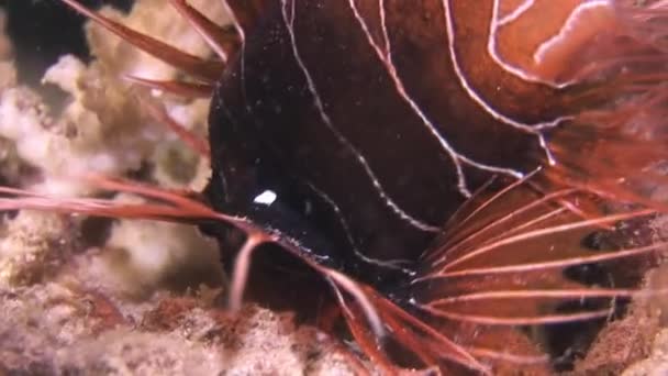 Scorpionfish lionfish on pink tropical coral Gorgonaria undewater of Sea. — Stock video