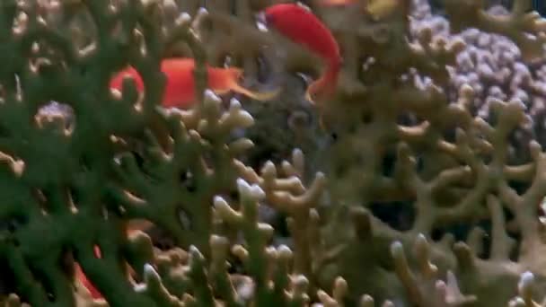 Gorgonian pada latar belakang sekolah ikan merah di karang bawah air di laut. — Stok Video