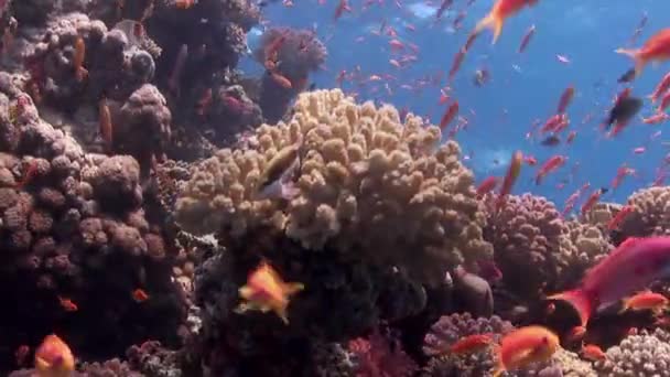 食料を求めてサンゴ礁の上の熱帯魚の学校. — ストック動画