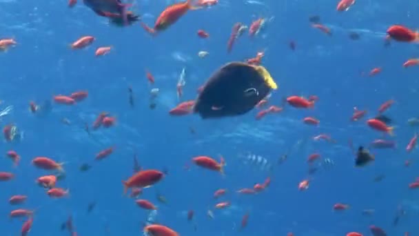 Schwarm von Korallenfischen auf blauem Grund des Meeres unter Wasser auf der Suche nach Nahrung. — Stockvideo