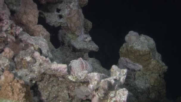 Sea urchin echinus underwater on background marine landscape in Red sea. — Stock Video