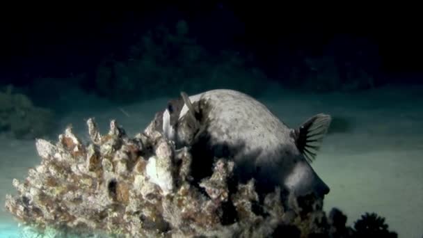 Actinopterygii Puffer ledovka s bílou v korálech při hledání potravy pod vodou. — Stock video
