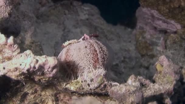 Αχινός Εχίνου υποβρύχια στο παρασκήνιο θαλάσσιου τοπίου σε Ερυθρά θάλασσα. — Αρχείο Βίντεο
