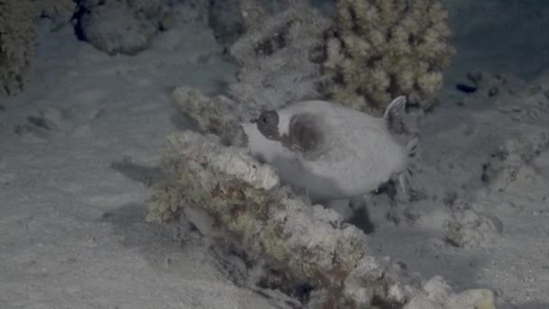 Actinopterygii Puffer boxfish fish with white in corals in search of food underwater. — Stock Video