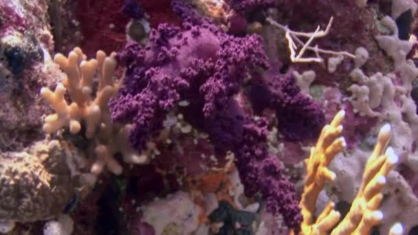 М "який корали на задньому плані морського дна під водою в Червоному морі.. — стокове відео