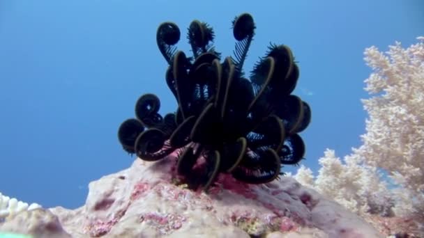 Tengeri liliom a háttérben vörös korallok víz alatt a Vörös-tengerek. — Stock videók